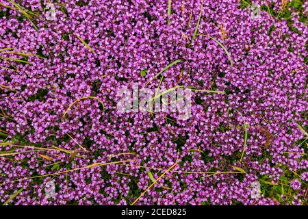 Blumenhintergrund aus blühenden Heidekraut Blumen allgemein bekannt als Callluna Vulgarus mit grünem Gras. Irland Stockfoto