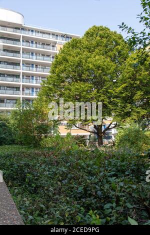 Reifer Hainbuche-Baum der Fastigiata auf der bahnbrechenden Architektur des Churchill Gardens Estate, Pimlico, London SW1 aus der Mitte des 20. Jahrhunderts Stockfoto