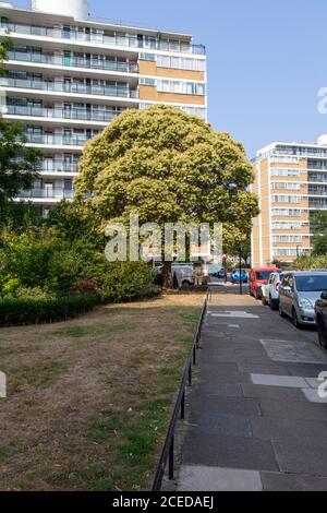 Chinese Tree Privet in Flower über die bahnbrechende Architektur des Churchill Gardens Estate, Pimlico, London SW1 aus der Mitte des 20. Jahrhunderts Stockfoto