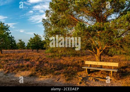 Osterheide, Heideblüte der Besenheide, im Naturschutzgebiet Lüneburger Heide, Niedersachsen, Deutschland, Stockfoto