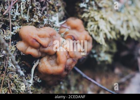 Gyromitra gigas, allgemein bekannt als Schneehorel, Schneehähe, Kalbshirn oder Stiernase, ist ein Pilz und ein Mitglied der Ascomycota. G. gigas ist Stockfoto