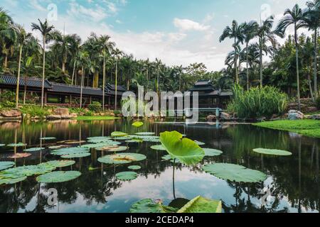 Teich im Park mit Seerosen Pads Stockfoto