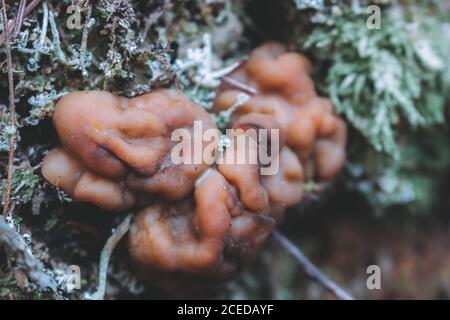 Gyromitra gigas, allgemein bekannt als Schneehorel, Schneehähe, Kalbshirn oder Stiernase, ist ein Pilz und ein Mitglied der Ascomycota. G. gigas ist Stockfoto