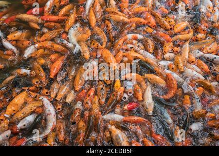 Bunte goldene Koi Fische in Hülle und Fülle, die beim Schwimmen im Teich des Qingxiu Berges, Nanning, China, hungrig aussehen Stockfoto