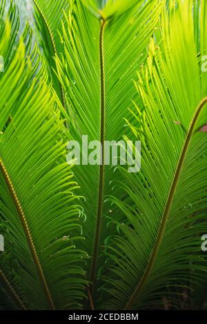 Grün wachsende Palmblätter Stockfoto