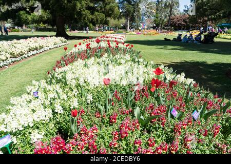 Familien genießen einen Tag am Toowoomba Karneval von Blumen mit einer schönen Darstellung von roten und weißen Snapdragons Stockfoto