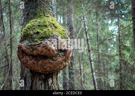 Riesige Birke chaga im Wald bei Moskau. Inonotus obliquus Stockfoto