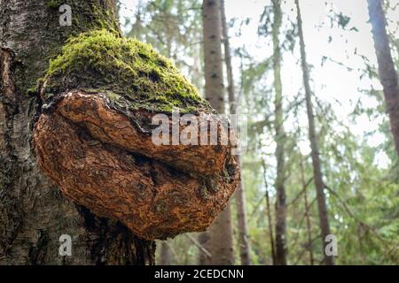 Riesige Birke chaga im Wald bei Moskau. Inonotus obliquus Stockfoto