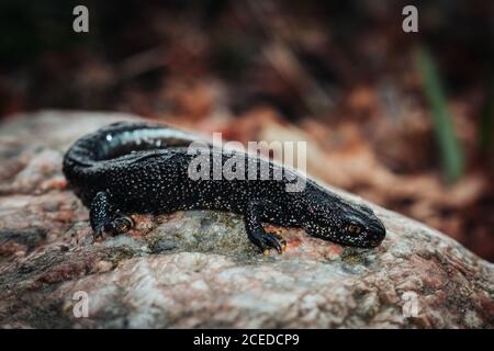 Schwarzer Molch sitzt auf einem rosa Stein. Frühling. Selektiver Fokus. Stockfoto