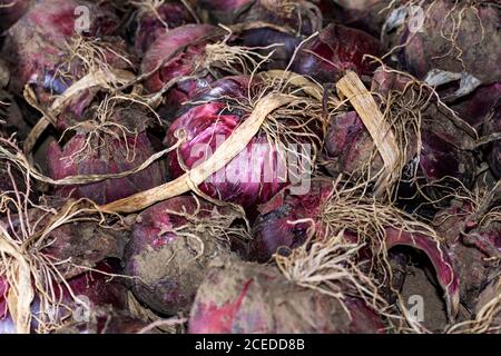 Rote Zwiebeln, die geerntet wurden und trocknend bereit sind Zur Lagerung in den kalten Monaten Herbst und Winter Stockfoto