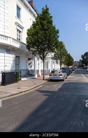 Eine Reihe von Chanticleer-Birnenbäumen auf einer Stuckterrasse in Pimlico, London SW1 Stockfoto