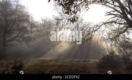Am frühen Morgen im Park ruhig Stockfoto