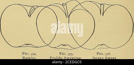 . Der amerikanische Fruchtkulturist. Nach Baltimore für Torten. Kriegsfeld. Medium, sehr rund; fair, mit einem hellen Rouge; zart, angenehme Säure; kann zum Kochen im Juli verwendet werden, wenn zwei-dreißiger gewachsen. Ein ausgezeichneter Spätsommermarkt Apfel. Herkunft, Musca-Tine, la. YelloTW transparent.* Mittel, rund konisch; Haut gelb, almosttransparent; Becken flach, regelmäßig, Kavität akut; Fleisch knackig, subsäure, gut. Groß im ganzen Land als Excel-geliehenen frühen Markt Apfel angebaut. Besonders wertvoll für die Küche.Russland. ABTEILUNG II. – HERBSTÄPFEL. Klasse I. – Süße Äpfel, Abschnitt 1. – Gestreift mit Rot. Jersey S Stockfoto