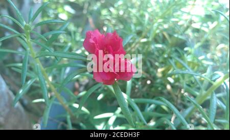 Eine kleine und schöne frische Blume Stockfoto