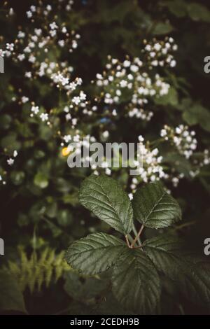 Nahaufnahme von üppigem Laub und sanften kleinen Blumen, die im Sommerwald, Durango, Bizkaia, blühen Stockfoto