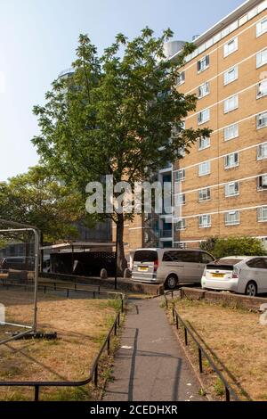 Chinesischer Lackbaum (Toxicodendron vernicifluum) auf dem bahnbrechenden Churchill Gardens Estate, Pimlico, London SW1, Mitte des 20. Jahrhunderts Stockfoto