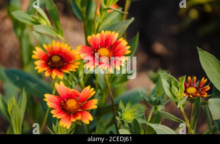 Nahaufnahme mehrerer roter und gelber Gänseblümchen Stockfoto