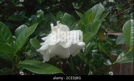 Ein eleganter Hintergrund mit schönen weißen Gardenia Blume Stockfoto
