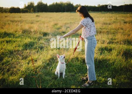 Frau Ausbildung niedlichen weißen Welpen in Sommerwiese in warmen Sonnenuntergang Licht zu verhalten. Liebenswert flauschig Welpen Blick auf Mädchen Besitzer für ein Vergnügen. Treuer Freund Stockfoto