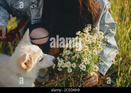 Niedliche weiße Welpen duftende Gänseblümchen Blumen in warmen Sonnenuntergang Licht in Sommerwiese. Stilvolle Mädchen zeigt Blumenstrauß zu liebenswert flauschigen Welpen. Übernehmen Stockfoto