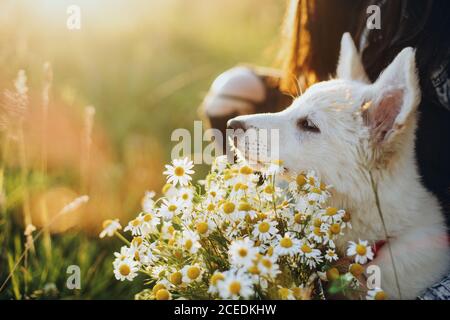 Niedliche weiße Welpen duftende Gänseblümchen Blumen in warmen Sonnenuntergang Licht in Sommerwiese. Stilvolle Mädchen zeigt Blumenstrauß zu liebenswert flauschigen Welpen. Übernehmen Stockfoto