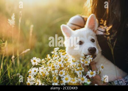 Niedliche weiße Welpen duftende Gänseblümchen Blumen in warmen Sonnenuntergang Licht in Sommerwiese. Stilvolle Mädchen zeigt Blumenstrauß zu liebenswert flauschigen Welpen. Übernehmen Stockfoto