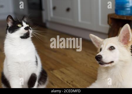 Nette Katze und Welpe sitzen auf dem Boden mit lustig liebenswert aussehen. Verspielte schwarz-weiße Katze und flauschige weiße Welpen spielen zusammen. Streicheln Sie Freunde zu Hause Stockfoto