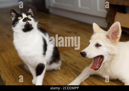Nette Katze und Welpe sitzen auf dem Boden mit lustig liebenswert aussehen. Verspielte schwarz-weiße Katze und flauschige weiße Welpen spielen zusammen. Streicheln Sie Freunde zu Hause Stockfoto