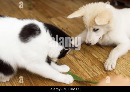 Nette Katze und Welpe sitzen auf dem Boden mit lustig liebenswert aussehen. Verspielte schwarz-weiße Katze und flauschige weiße Welpen spielen zusammen mit grünen Stiel. Haustier Stockfoto