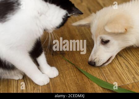Nette Katze und Welpe sitzen auf dem Boden mit lustig liebenswert aussehen. Verspielte schwarz-weiße Katze und flauschige weiße Welpen spielen zusammen mit grünen Stiel. Haustier Stockfoto