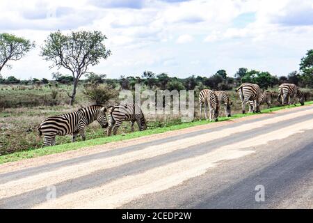 Eine grasende Herde von Ebenen Zebra (lat. equus quagga) auf der Straße während einer Safari im Krüger Nationalpark, Lowveld, Limpopo und Mpumalanga, Südafrika. Stockfoto