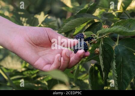 Hand pflückt eine reife saftige Brombeere aus dem Busch. Bio-Beeren, Landwirtschaft, Nahaufnahme Stockfoto