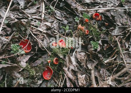 Der erste Frühlingspilz im Wald. Sarcosciffus Scarlet, allgemein bekannt als die scharlachrote Elfbecherin, scharlachrote Elfenkappe oder die scharlachrote Tasse. Stockfoto