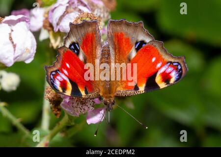 Pfauenschmetterling (Aglais io) Sussex Garden, Großbritannien Stockfoto