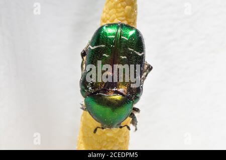 Rosenkäfer (Cetonia aurata) Sussex Garden, Großbritannien Stockfoto