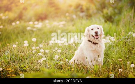 Aktiv, Lächeln und fröhlicher pürebrter Labrador Retriever Hund im Freien im Graspark am sonnigen Sommertag Stockfoto