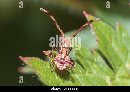 Dock Bug Nymphen (Coreus marginatus) Sussex Garden, Großbritannien Stockfoto