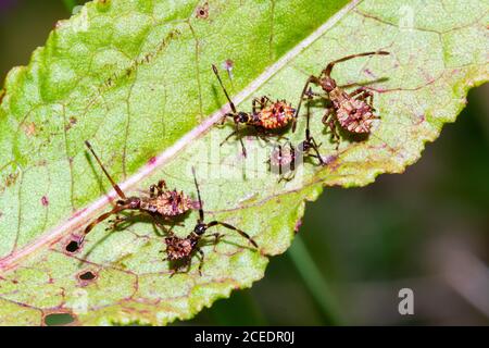 Dock Bug Nymphen (Coreus marginatus) Sussex Garden, Großbritannien Stockfoto