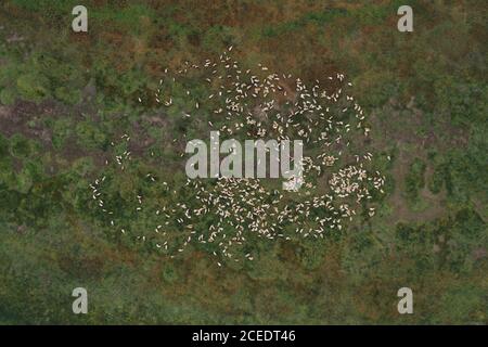 Herde von Schafen o Weide, Luftaufnahme von oben nach unten von Drohne pov Stockfoto