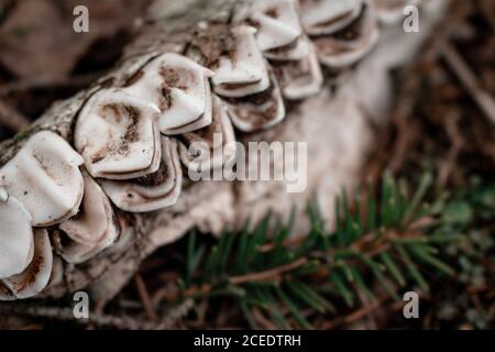 Das Skelett eines Elches im Wald. Die Zähne eines Pflanzenfresses. Nahaufnahme. Selektiver Fokus. Stockfoto