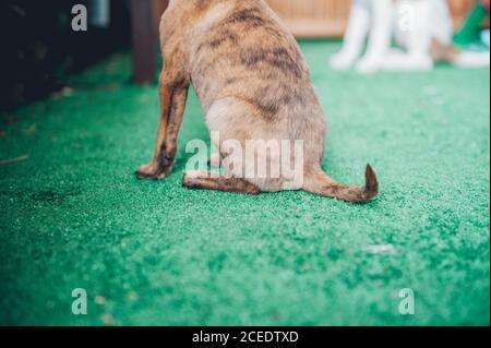 Schöner Welpe sitzt im Garten Stockfoto