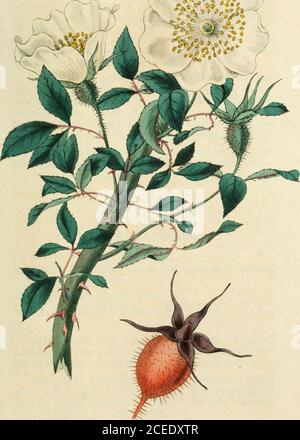 . Rosarum monographia, oder, EINE botanische Geschichte der Rosen : zu denen ein Anhang hinzugefügt wird, für die Verwendung von Züchtern, in denen die bemerkenswertesten Gartenarten systematisch angeordnet sind, mit neunzehn Platten. i. .^&gt;¥ir,^. .«*. ROSA RECURVA. 127 Es handelt sich um eine Art, die nicht ungewöhnlich in den Gar-Dens angebaut wird, wo sie jedoch nie ihre Blüten hervorgebracht hat.in Montpelliei blühte sie und wurde von INL für eine neue Art genommen. Decandolle und veröffentlicht in seiner Kata-log-ue unter dem Namen R. nivea. Es kann jedoch kein Zweifel sein, dass dies das ist, was im Hortus Keivensis für R. sinica vorgesehen war, Stockfoto