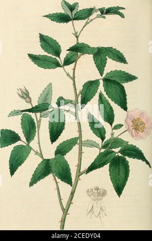 . Rosarum monographia, oder, EINE botanische Geschichte der Rosen : zu dem ein Anhang hinzugefügt wird, für die Verwendung von Züchtern, in denen die bemerkenswertesten Gartensorten systematisch angeordnet sind, mit neunzehn Platten. Reflexartige Kelchblätter; die elastige längliche, leicht zusammengesetzte, bald nach den Blütenblättern abflatternde; Blütenblätter reines Wliit mit leichtem Moschusduft, fast vollständig, ausbreitend und etwas konvex ;Staubgefäße 80-85, sehr schnell Laub; scheibenfarbig, verdickt und fast flach; Ovaria 20; Stile behaart, vereint in einer langen schlanken Säule. Obst klein, rot. Dies ist eine der wenigen Arten, die im No Stockfoto