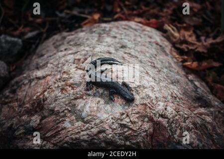Schwarzer Molch sitzt auf einem rosa Stein. Frühling. Selektiver Fokus. Stockfoto
