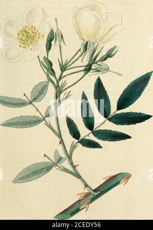 . Rosarum monographia, oder, EINE botanische Geschichte der Rosen : Zu dem ein Anhang hinzugefügt wird, für die Verwendung von Züchtern, in denen die bemerkenswertesten Gartensorten systematisch angeordnet sind, mit neunzehn Platten. Aforis uidefessi, Botanlcorum prin-cipis, qui solus inter hodiernos Rosarum species jrro-posuit novas omnesque recte, insignifa, Hab. In Nepalia IvaUich, Budianan. (U. s. sp. Herb.Banks et Lambert.) Strauch mit dem Aussehen von R. mosc/tata. Oldtranches spärlich behaart, stout, bewaffnet mit verstreuten, kurzen, starken, eingehackten Stacheln; jüngere unten und Drüsen – ihre Stacheln falken. Stockfoto