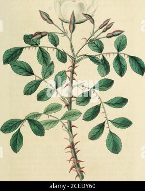 . Rosarum monographia, oder, EINE botanische Geschichte der Rosen : zu dem ein Anhang hinzugefügt wird, für die Verwendung von Züchtern, in denen die bemerkenswertesten Gartenarten systematisch angeordnet sind, mit neunzehn Platten. Ich habe vier zu addieren; und li.setigera von N. Amerika hat travel gleiche Struktur; aber, wegen seines hal) es und surulate condida., gehört tomy Division Bauksiamc. 63. ROSA abyssiuica. Registerkarte. 13. R. surcuHs scandentibus, aculeis confertissimis fal-catis, foliolis ovatis sempervirentibus, calycibus pc-dunculisque tomentosis. R. abyssinica Brown! In Salzen Ahjjssin. App. Ixiv. Hab. In Abyssin Stockfoto