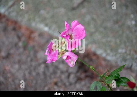 Selektive Fokusaufnahme von welkenden rosa Rosen Stockfoto