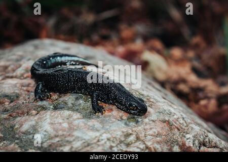 Schwarzer Molch sitzt auf einem rosa Stein. Frühling. Selektiver Fokus. Stockfoto