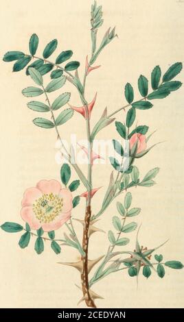 . Rosarum monographia, oder, EINE botanische Geschichte der Rosen : zu dem ein Anhang hinzugefügt wird, für die Verwendung von Züchtern, in denen die bemerkenswertesten Gartenarten systematisch angeordnet sind, mit neunzehn Platten. Act. Laus. 1. 70. /. 6. R. rubicimda Hall. Fit. In Rom. Arch. b. 1. st. 2. S. 6. R. canina (2 sicherer Erbe. 1. 302. R. glauca De.sf. Kat. H. P. 175. R. glaucescens IVidf. In Rom. Arch. 376. R. lurida Andrewss Rosen. R. cinnamomea y Redout, ros. 1. 134. Hab. In sylvis circa Lans, (Villars); in alpibus Sabau-dise, (Bellardi), Hooker; HelveticC, (Haller) Hoohei;Austria ad Gutenstein, ( Stockfoto