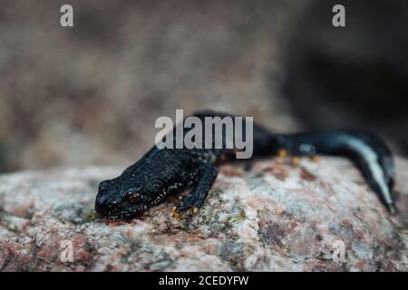 Schwarzer Molch sitzt auf einem rosa Stein. Frühling. Selektiver Fokus. Stockfoto